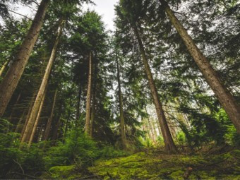 Le Pin douglas pour la construction d'une maison bois