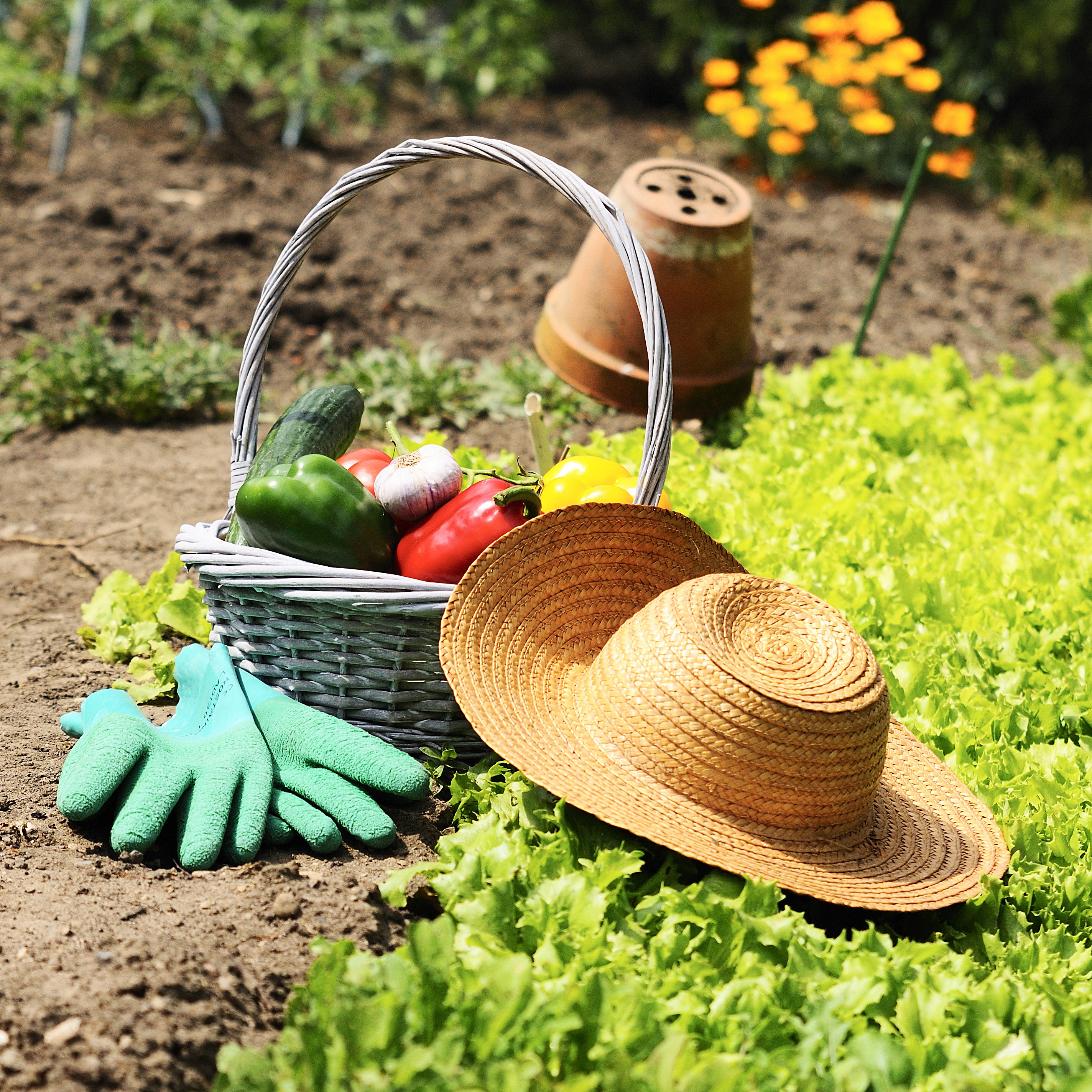 Conseils : Faire son potager dans sa maison neuve